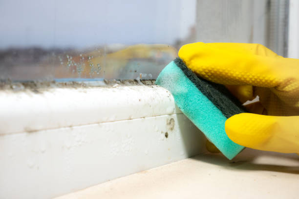 Best White Mold Remediation in Pasatiempo, CA