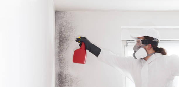 Best Residential Mold Remediation in Pasatiempo, CA