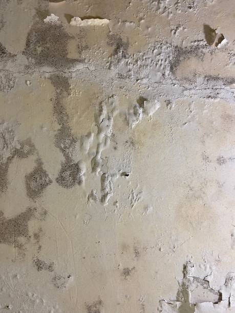 Best Mold Remediation for Specific Building Types in Pasatiempo, CA