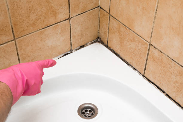 Best Black Mold Remediation in Pasatiempo, CA